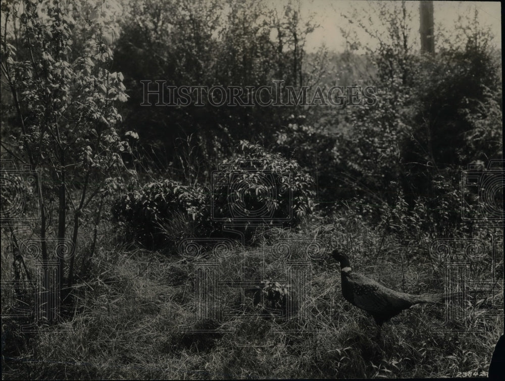 1940 Ring Necked Pheasant West Virginia - Historic Images