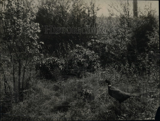 1940 Ring Necked Pheasant West Virginia - Historic Images