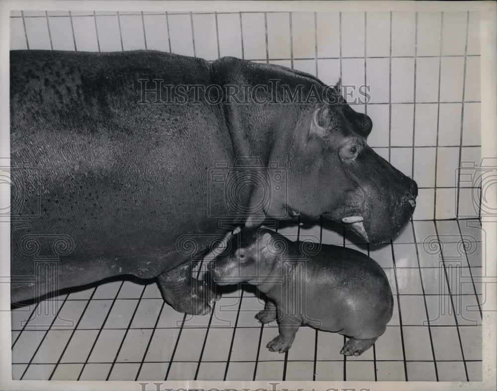 1959 Press Photo Banasi Baby Hippo in Germany - nea47259 - Historic Images