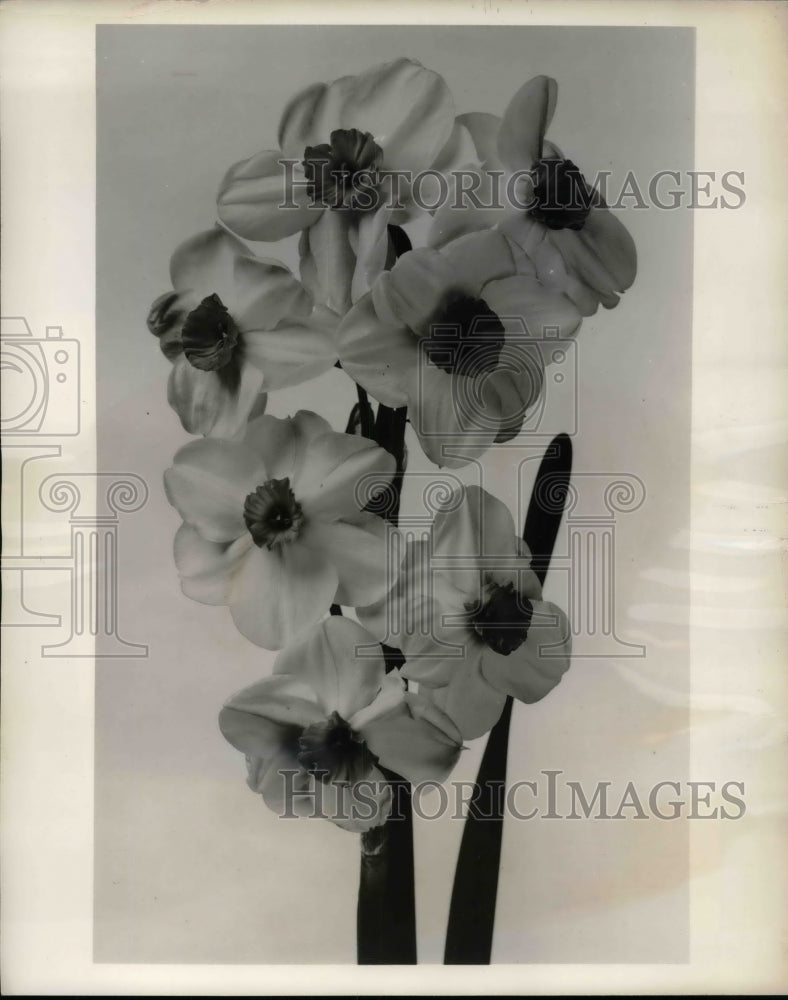 1959 Press Photo Geranium Narcissus Poetaz Hybrids-Historic Images
