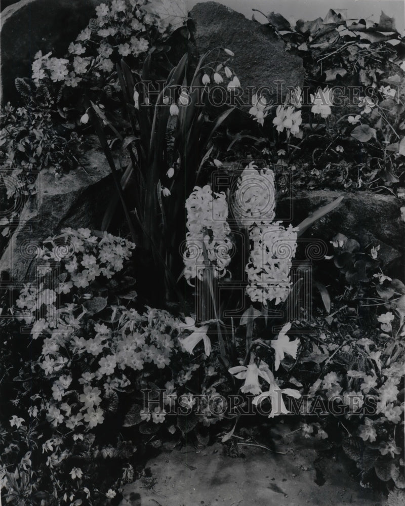 1955 Press Photo Flowers Rock Garden Hyacinths, Leucojum Traindrus Albus Primros-Historic Images