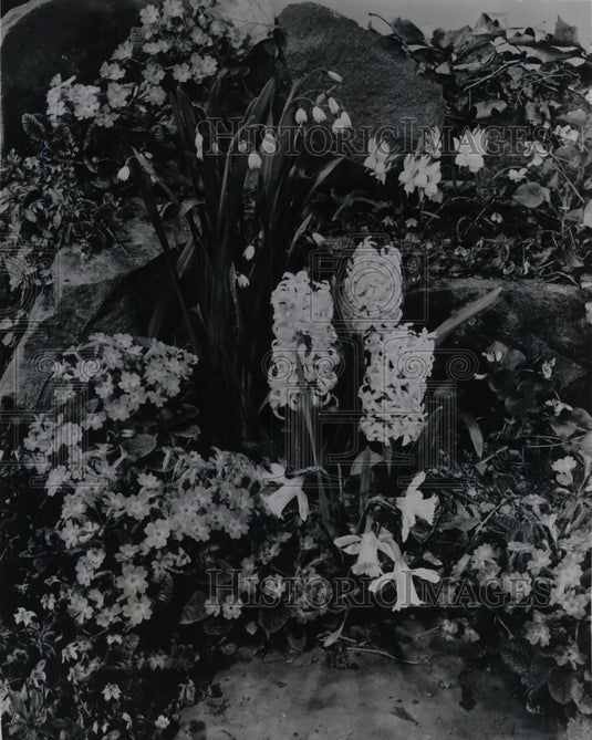 1955 Press Photo Flowers Rock Garden Hyacinths, Leucojum Traindrus Albus Primros-Historic Images