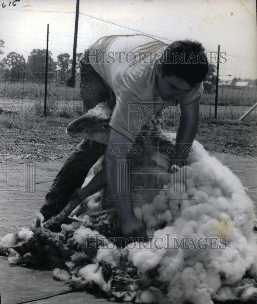 1969 Press Photo Dale Harper shearing sheep in Beltzville, Md. - nea47551 - Historic Images