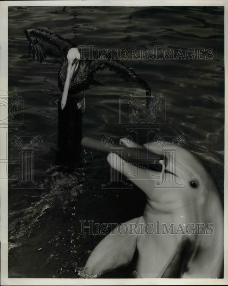 1958 Press Photo Marineland park in Florida, porpoise &amp; pelican in show - Historic Images