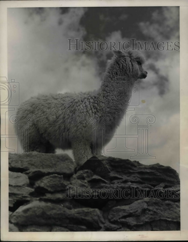 1940 Press Photo An alpaca in the Andes with brown fur - Historic Images