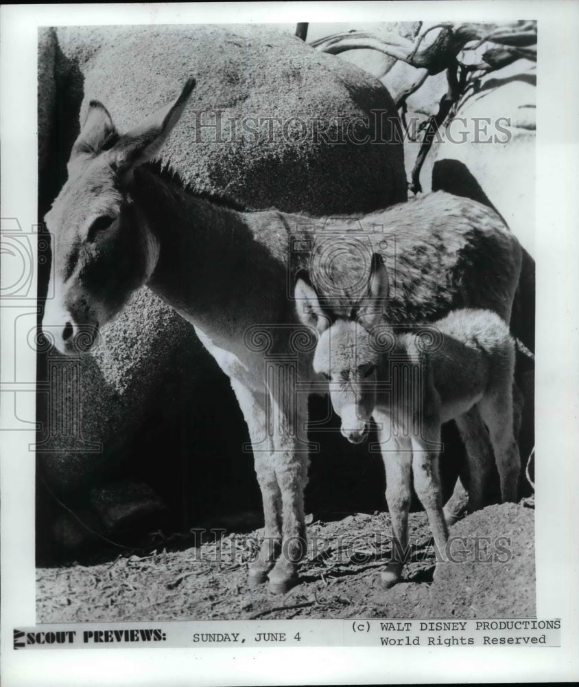 1972 Press Photo Donkey &amp; its offspring for a Walt Disney film - Historic Images