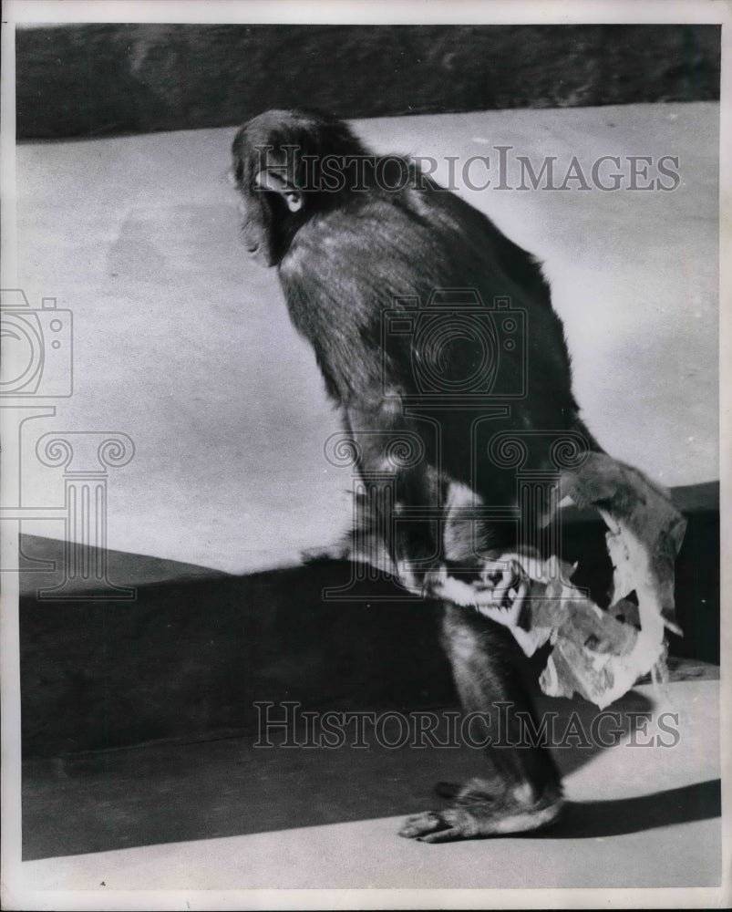 1953 A chimpanzee jumping rope at a zoo  - Historic Images