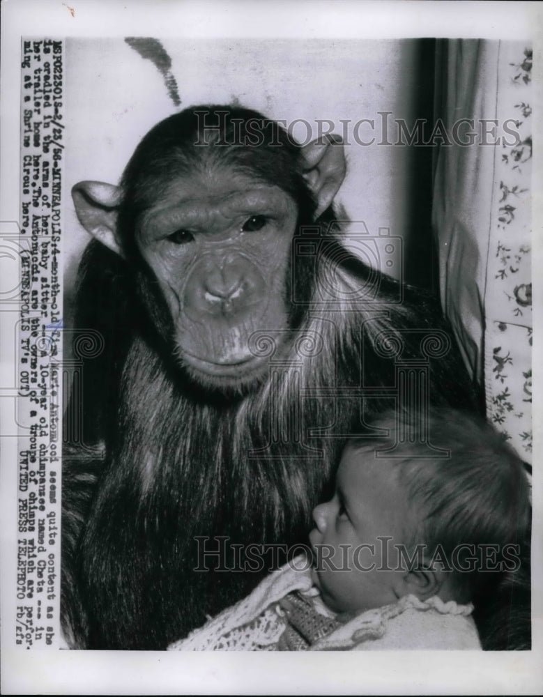 1956 Press Photo Tina Marie Antonucci &amp; a chimpanzee in Minneapolis, Minn. - Historic Images