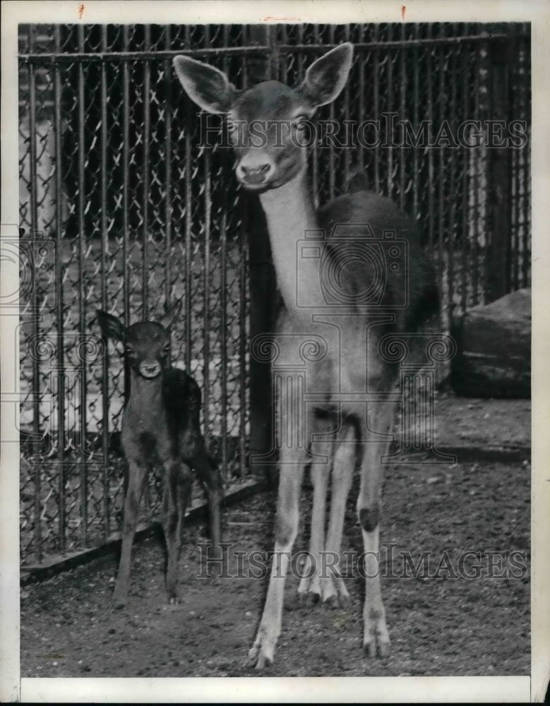 1943 Press Photo Newborn Fallow Deer with Mother at NY Zoo - Historic Images