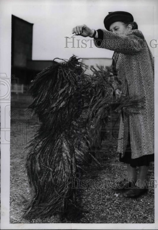 1954 Press Photo Owner Plays With pet Hungarian Shepherd - Historic Images