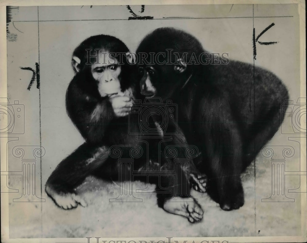 1931 Press Photo Baby gorrila &amp; a baby chimp play together - Historic Images