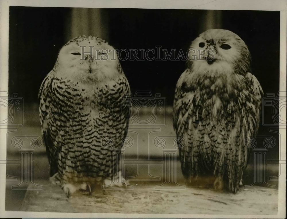 Two Snowy owls London Zoological Garden  - Historic Images