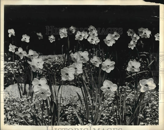 1963 Press Photo Daffodils plants planted in open areas. - Historic Images