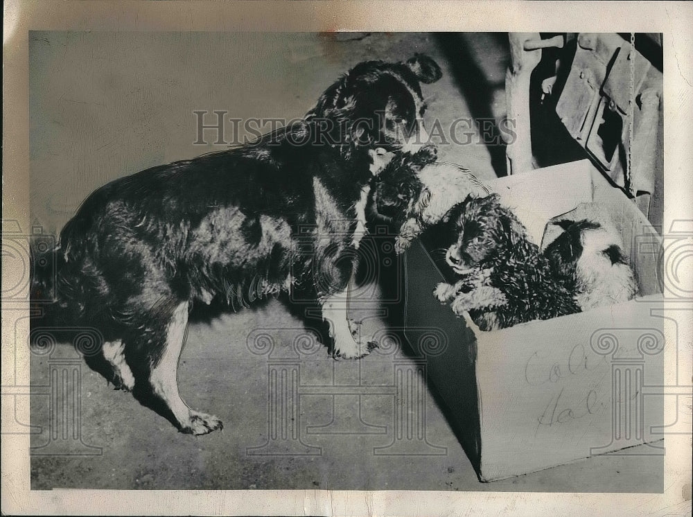 1950 Mom and puppies saved from fire, still wet from fireman's hoses - Historic Images