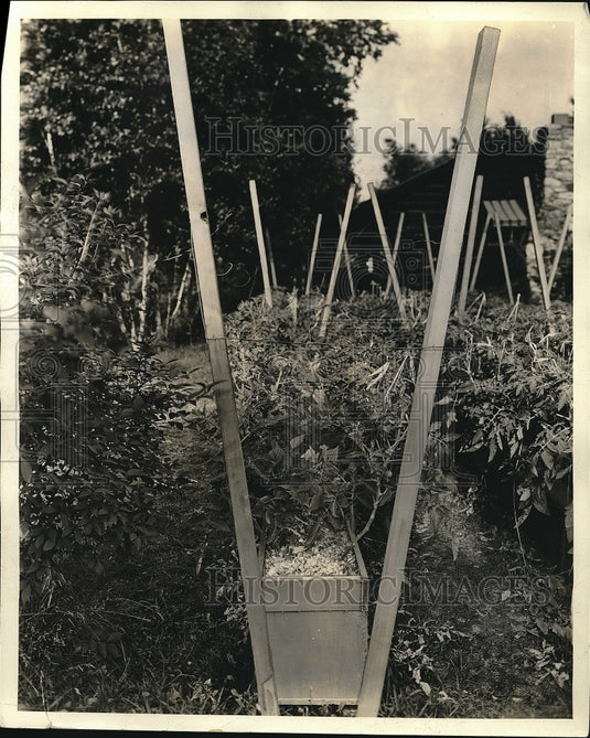 1937 Press Photo "Tray Agriculture" Farm - Historic Images