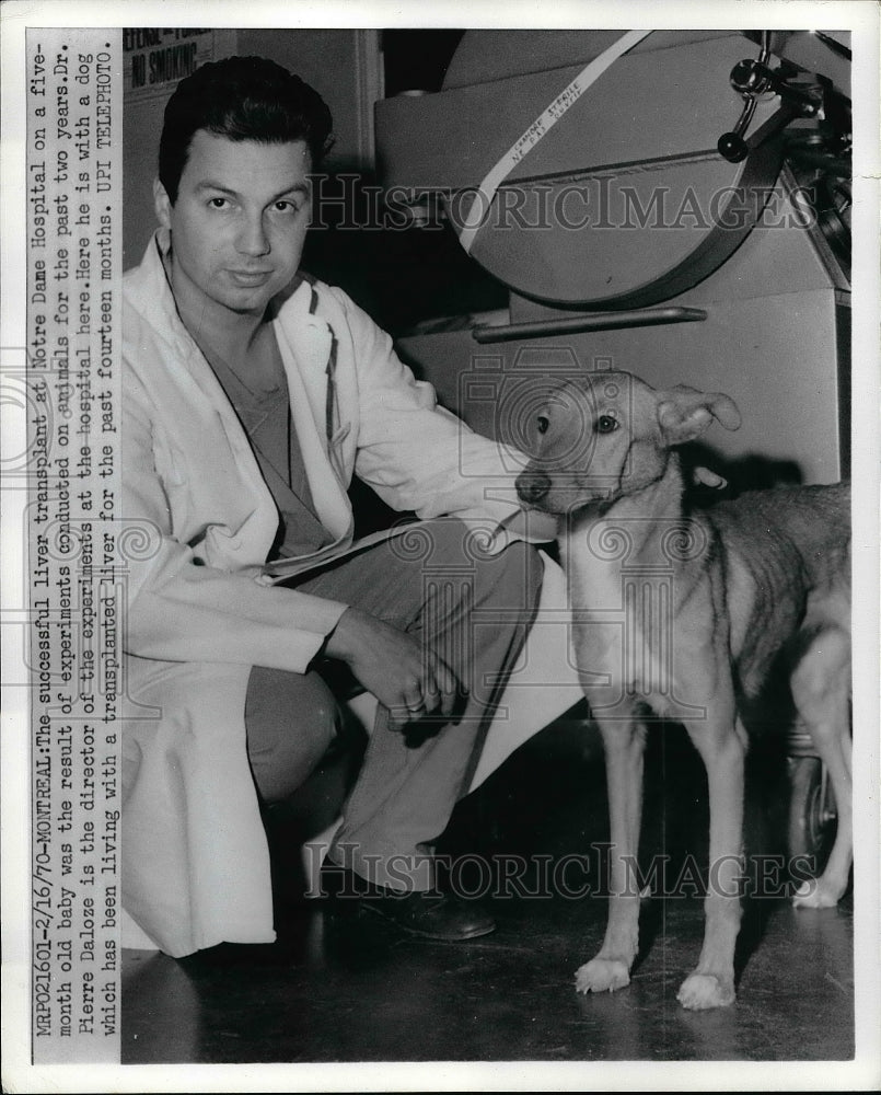 1970 Press Photo Liver Transplant Notre Dame Dog Pierre Daloze - Historic Images