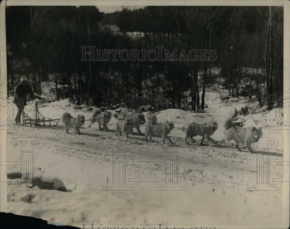 1929 Press Photo Dog Derby in Ipswich Massachusetts - nea49818-Historic Images