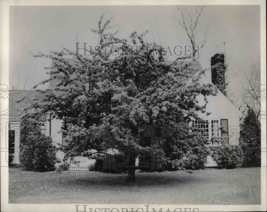1962 A flowering crabapple tree in Ohio  - Historic Images