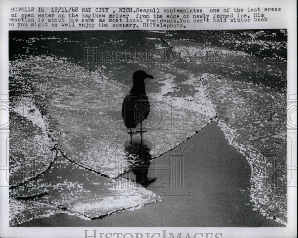 1968 Seagull Standing By Newly Formed Ice Saginaw River Michigan - Historic Images