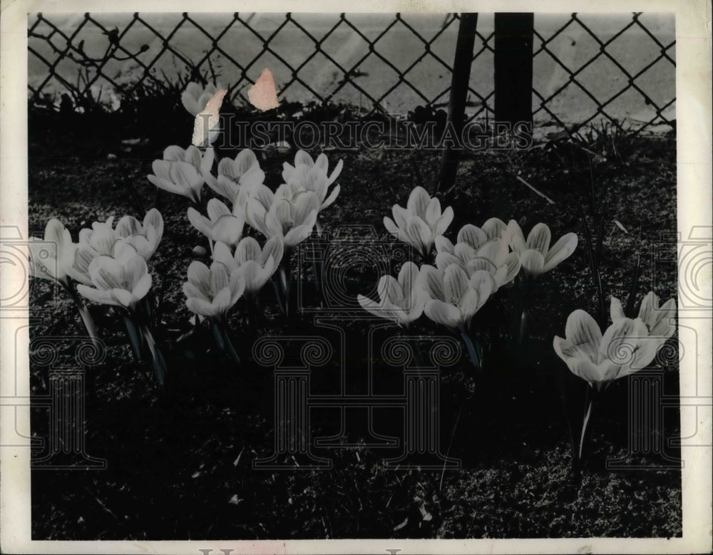 1960 Flowers Growing Near Chain Length Fence  - Historic Images