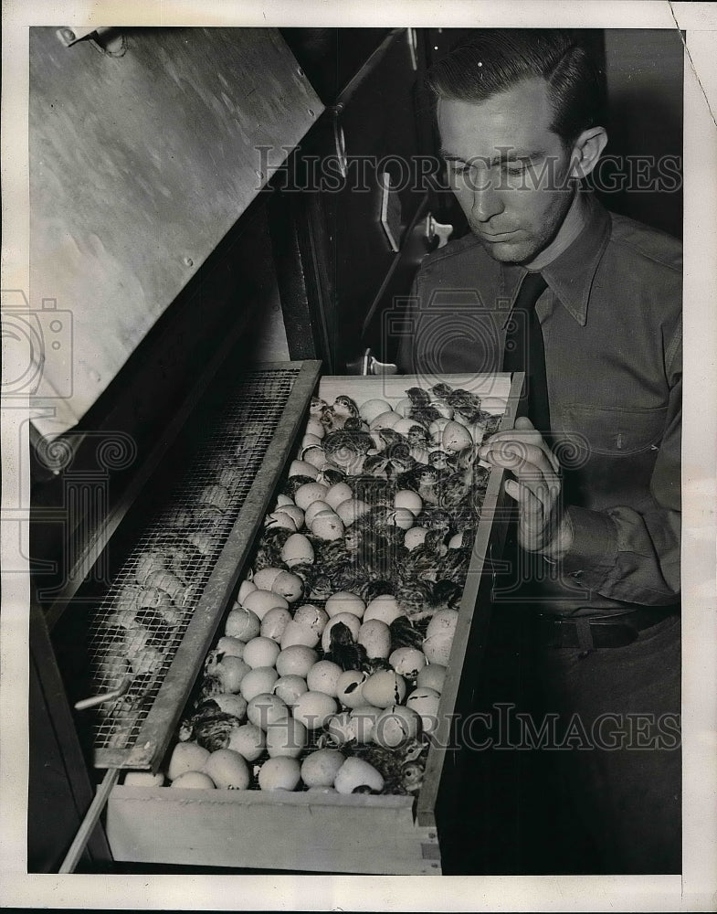 1939 Marvin Hagle State Game Bird Conservationist Inspects Eggs - Historic Images