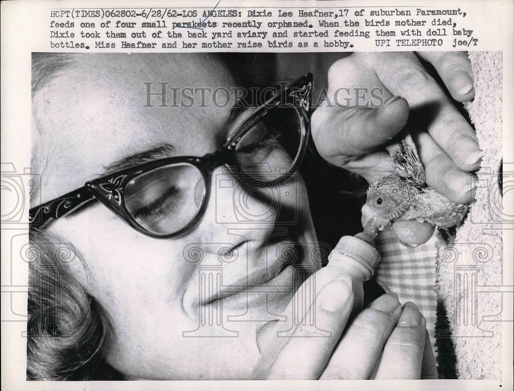 1962 Dixie Lee Heafner Feeds Orphaned Parakeets  - Historic Images