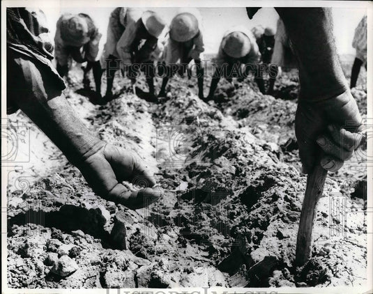 1966 Seed planted in furrows at new Valley field  - Historic Images