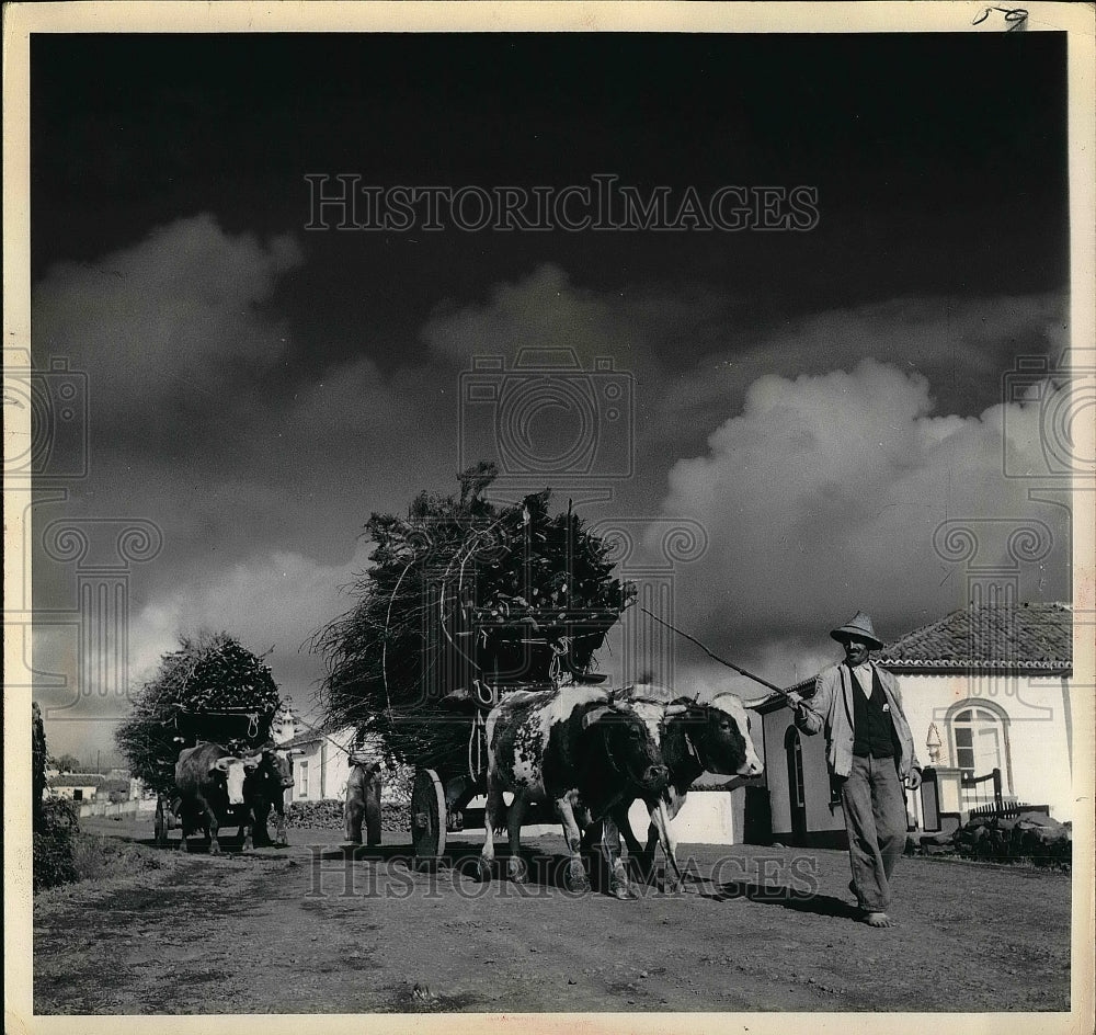 1954 Press Photo A farmer with his cattle. - nea51583 - Historic Images