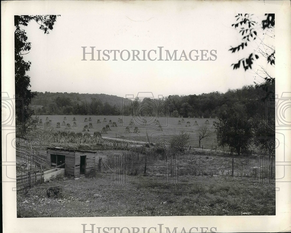 1953 Press Photo Fodder growing fields in Missouri - nea51655 - Historic Images
