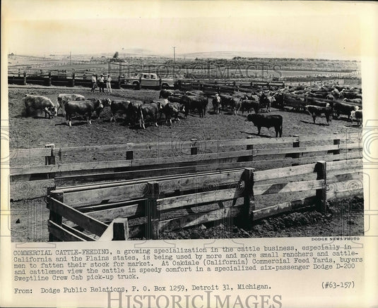 1963 Press Photo Cattle feeding at a ranch in Oakdale, California. - nea51693 - Historic Images