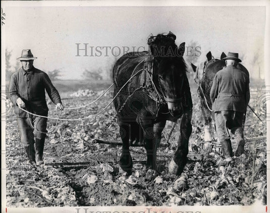 1967 The old way to farm in Lower Rhine, Germany.  - Historic Images
