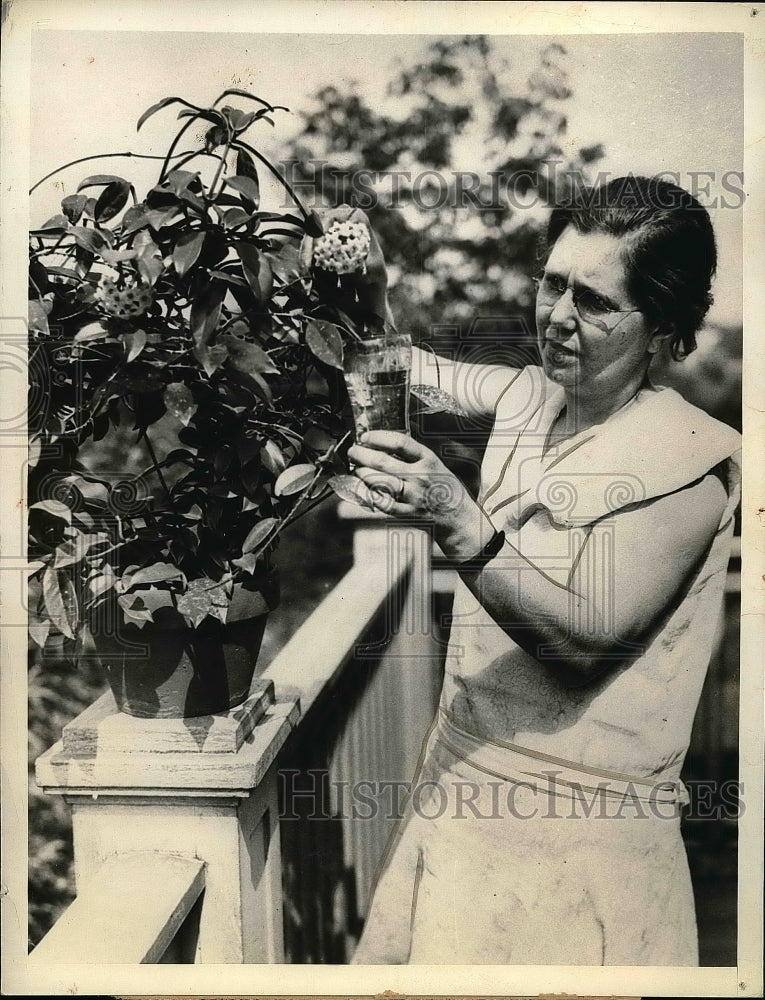 1933 Mrs frank Hill gathering honey like substance from her plant - Historic Images