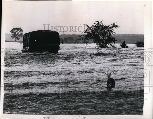 1955 Press Photo Frightened Fawn Deer - nea52250 - Historic Images