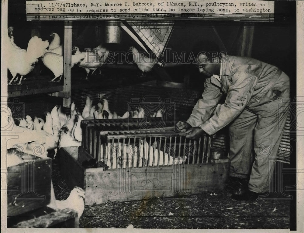 1947 Monroe Babcock & chickens on farm inn Ithaca, NY  - Historic Images