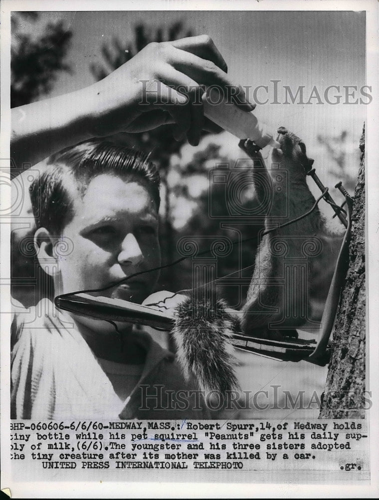 1960 Press Photo Robert Spurr & his pet sqirrel "Peanuts" in Medway, Mass. - Historic Images