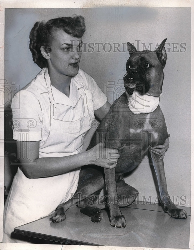 1953 Boxer Dog Baren with Owner J.E. Dobrick in Chicago  - Historic Images