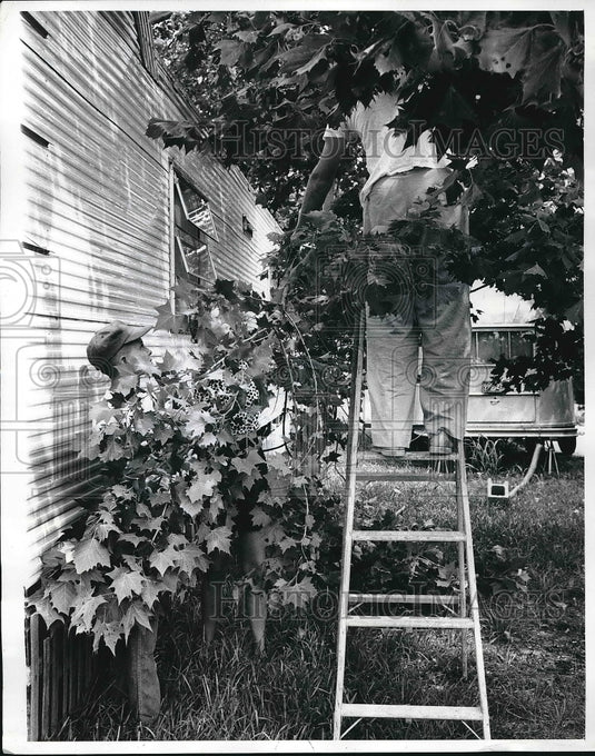 1961 Press Photo Two men trimming trees at trailer park - nea55810 - Historic Images