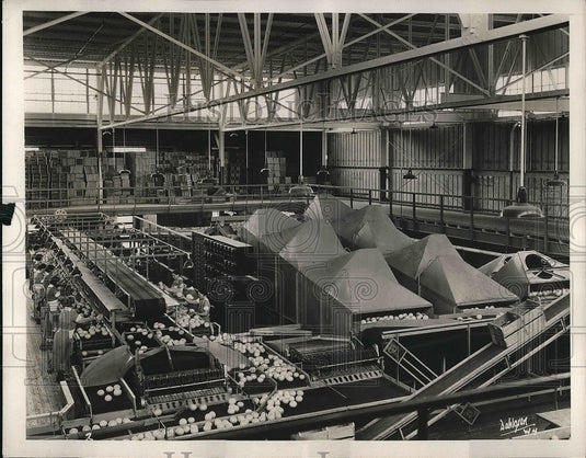 1939 Press Photo Workers working on a grading belt - nea55924 - Historic Images