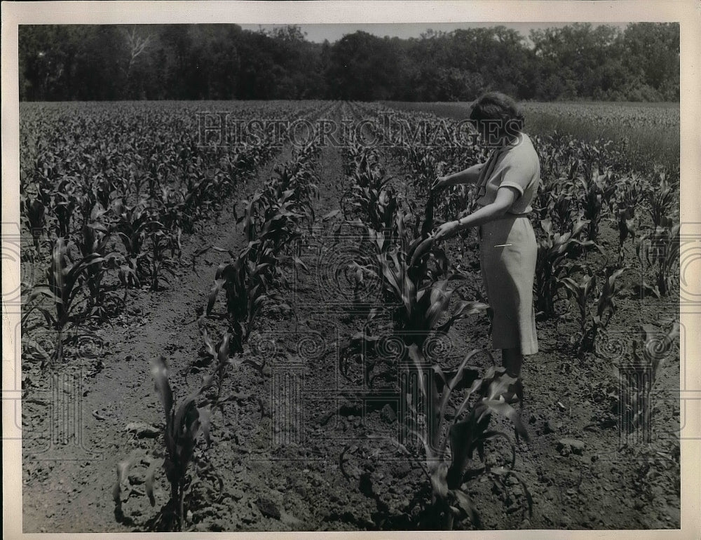 1935 Rich Soil Of Mohawk Dam Bottoms Yield Bumper Crops  - Historic Images