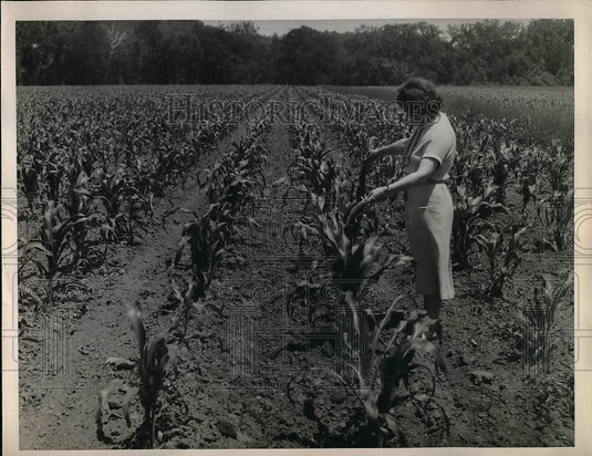1935 Rich Soil Of Mohawk Dam Bottoms Yield Bumper Crops  - Historic Images