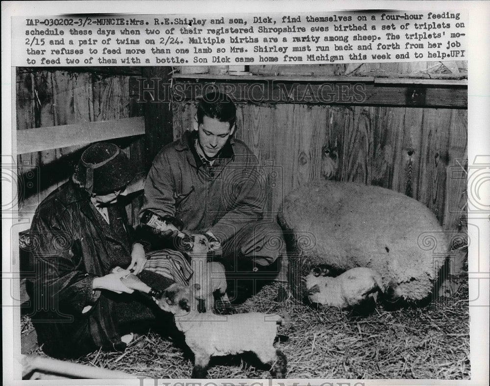 1962 Press Photo R.E. Shirley and his son Dick helping sheep with birth - Historic Images