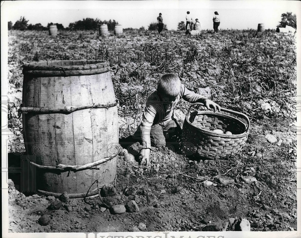 1969 Children harvesting potatoes in Maine  - Historic Images