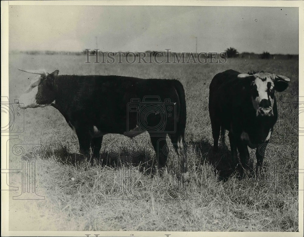 Press Photo Two cows in a field on King&#39;s Ranch - nea56731 - Historic Images