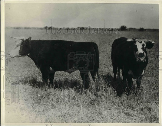 Press Photo Two cows in a field on King's Ranch - nea56731 - Historic Images