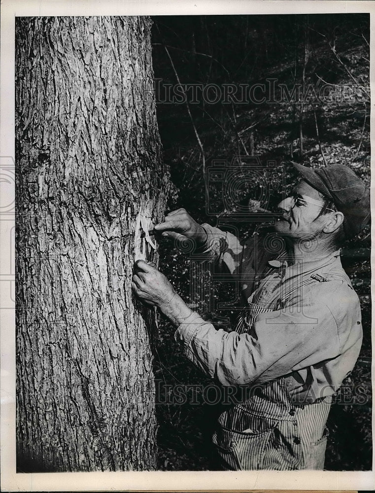 1949 Press Photo Ralph Stover stripping elm tree - nea57085 - Historic Images