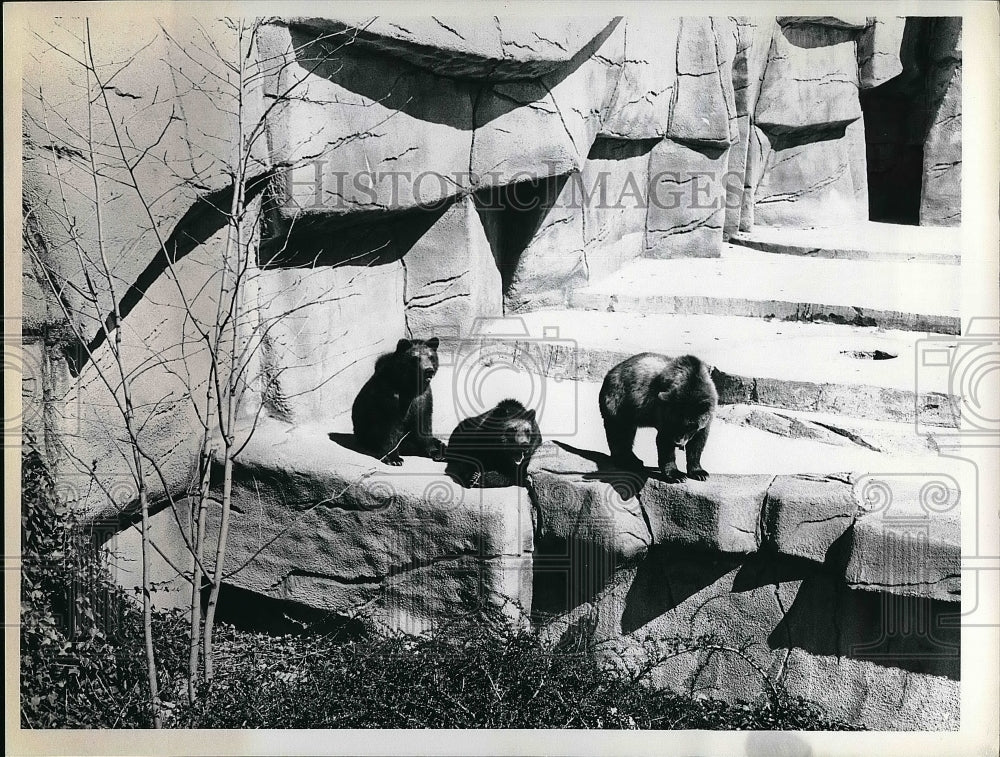 Press Photo View Of Grizzly Bears On Rocks At Zoo - nea57201 - Historic Images