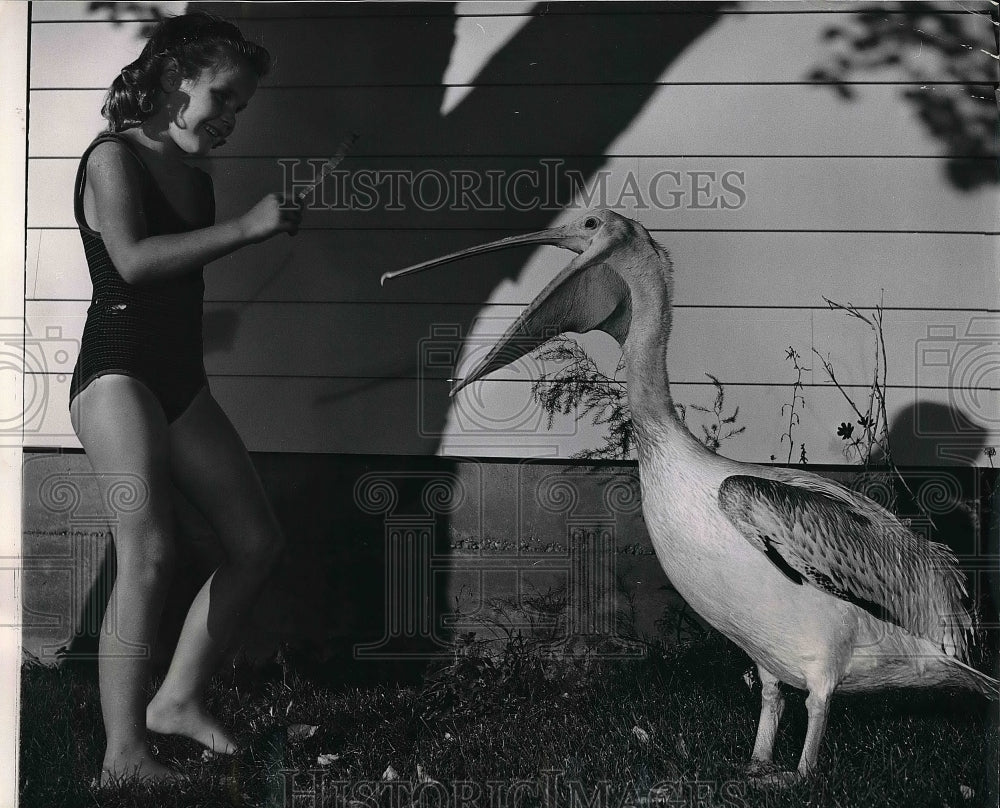 1963 Kelly Davison attempting to get a Pelican to snap.  - Historic Images