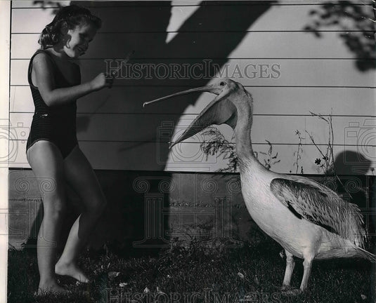 1963 Kelly Davison attempting to get a Pelican to snap.  - Historic Images