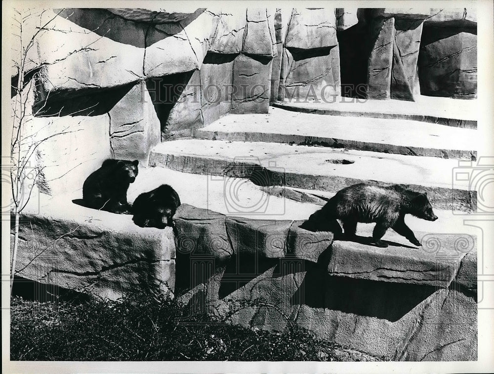 Grizzly bears living at the zoo  - Historic Images