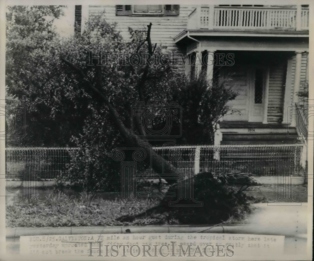 1947 Press Photo View Of Tree Falling Over In Lawn In Front Of House - nea57657 - Historic Images